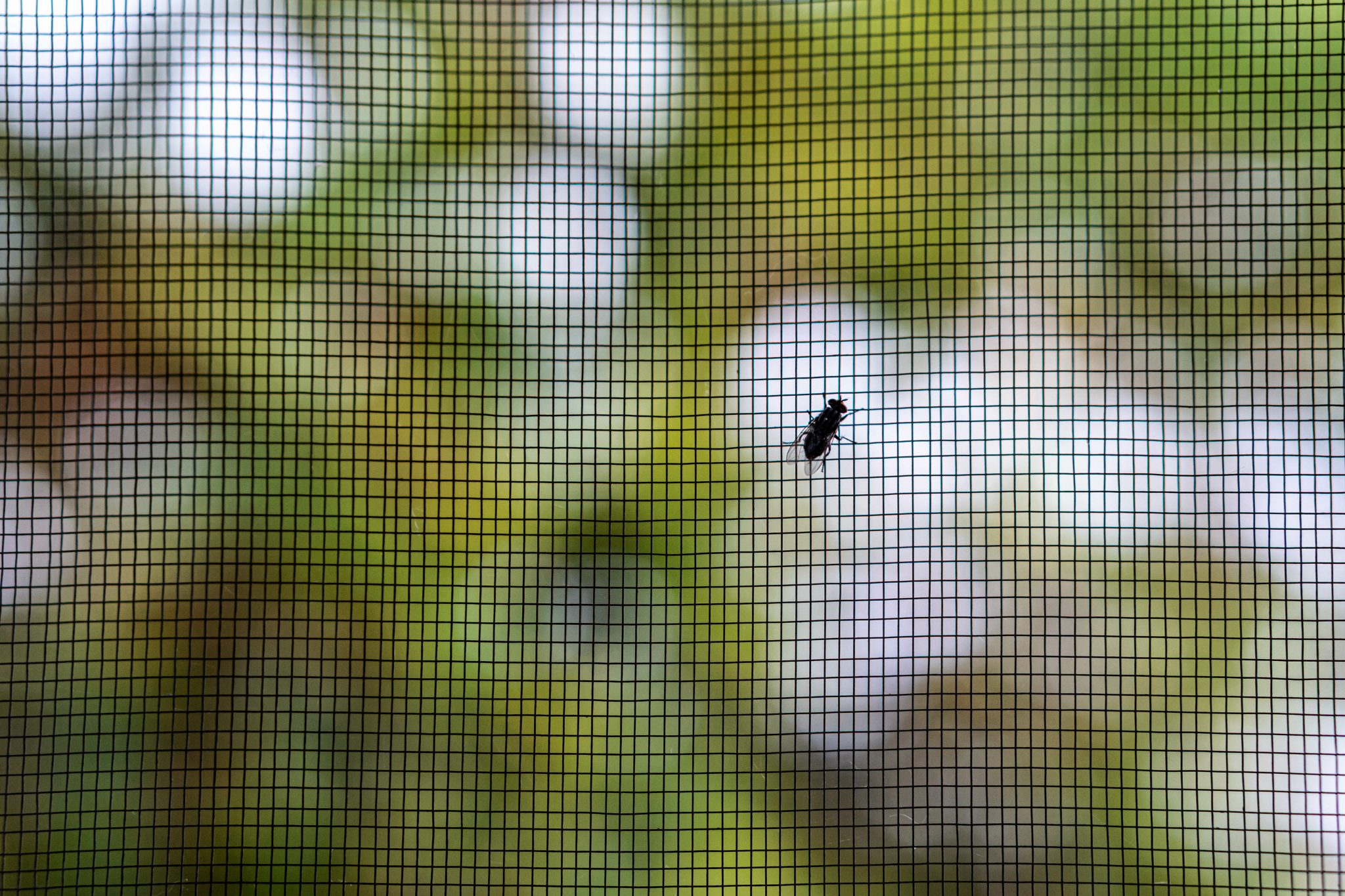 window screen protecting from pests in Minneapolis